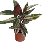 Calathea, folhagem lanceolada